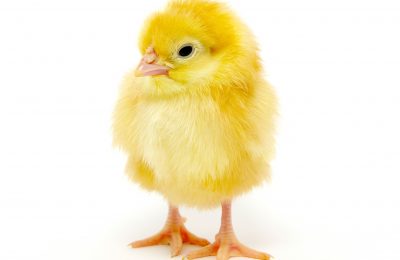 Chick Photo
